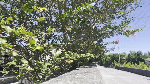 road in the park okinawa