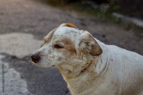 Portrait of a domestic dog in the yard