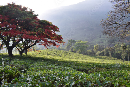 beautiful landscape tea garden mountain photography