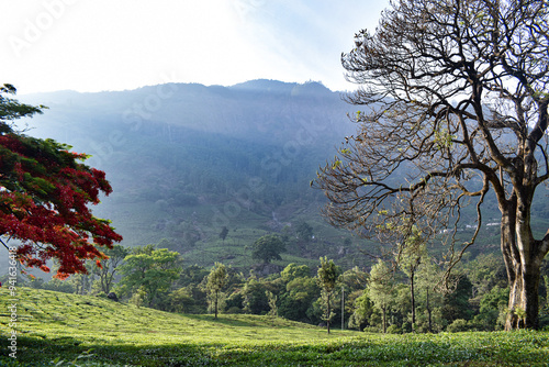 beautiful landscape tea garden mountain photography
