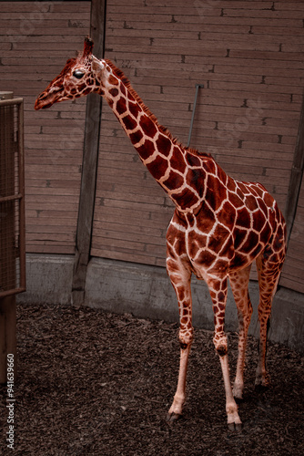 Photography giraffe