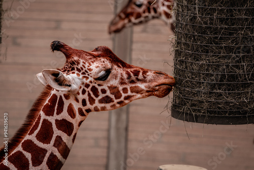 Canvas Print giraffe