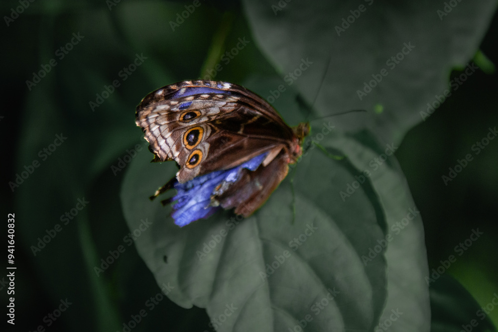 Fototapeta premium butterfly on leaf
