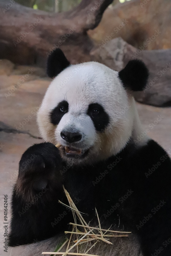 giant panda eating bamboo giant panda eating bamboo