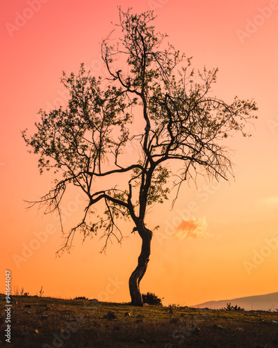 silhouette of a tree