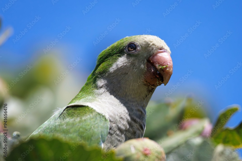 Obraz premium Monk parakeet enjoys the taste of ripe figs.