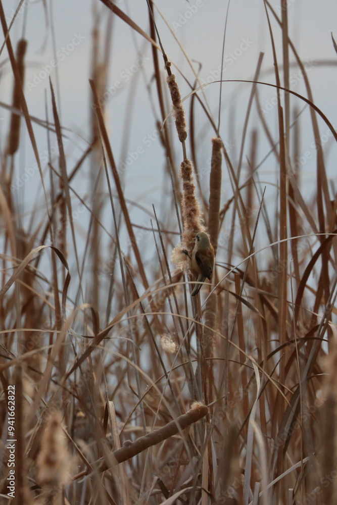 Obraz premium penduline tit