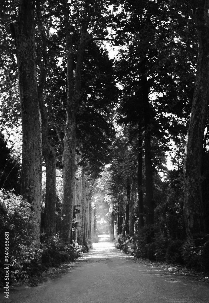 Obraz premium Straight Tree-Lined Pathway In Forest
