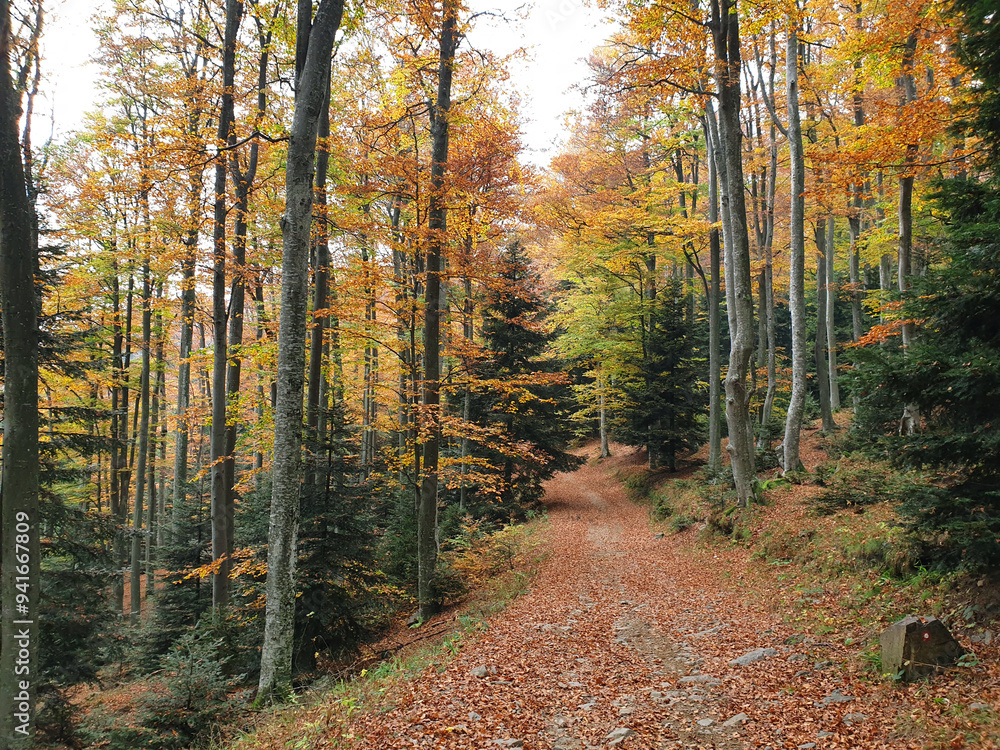 Obraz premium footpath on Pohorje Mountain. Bright autumn trees. Forest.