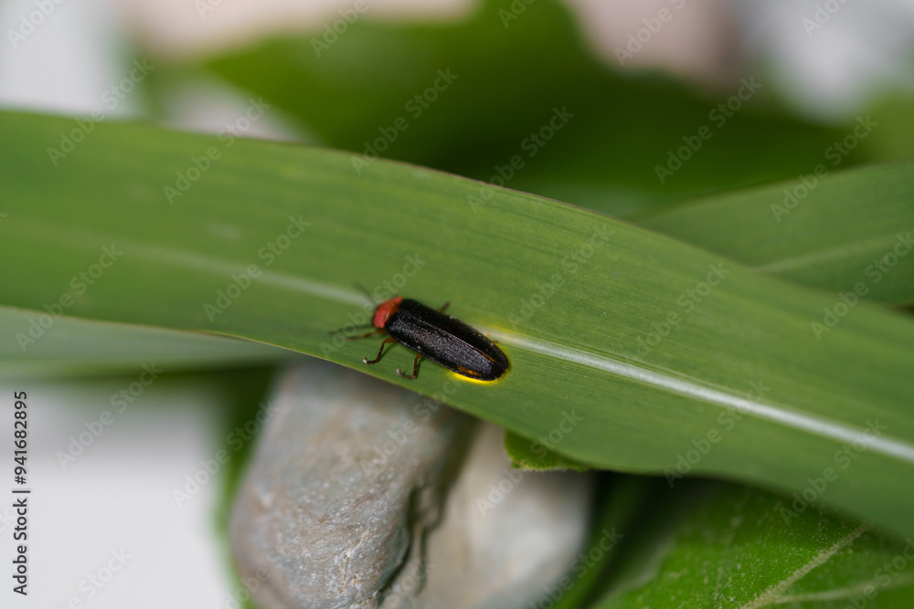 Close-up of a black Eastern firefly, Photinus pyralis, Lampyridae with a bulb crawling on a green leaf on a white background. The concept of nature, light insects Close-up of a black Eastern firefly, Photinus pyralis, Lampyridae with a bulb crawling on a green leaf on a white background. The concept of nature, light insects