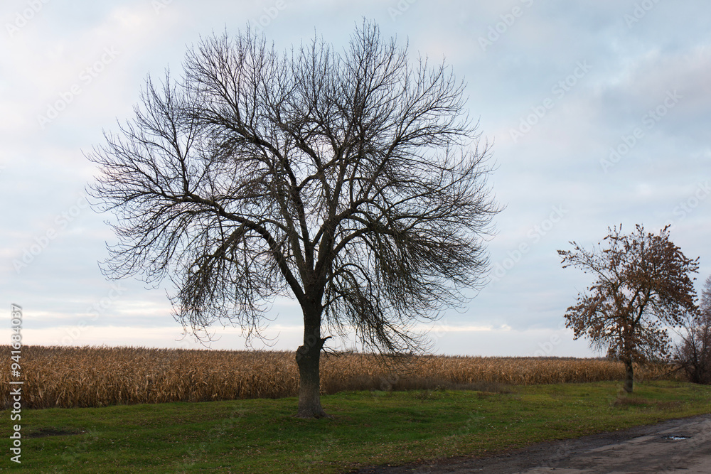 A tree without leaves in late autumn against the background of a cloudy sky A tree without leaves in late autumn against the background of a cloudy sky