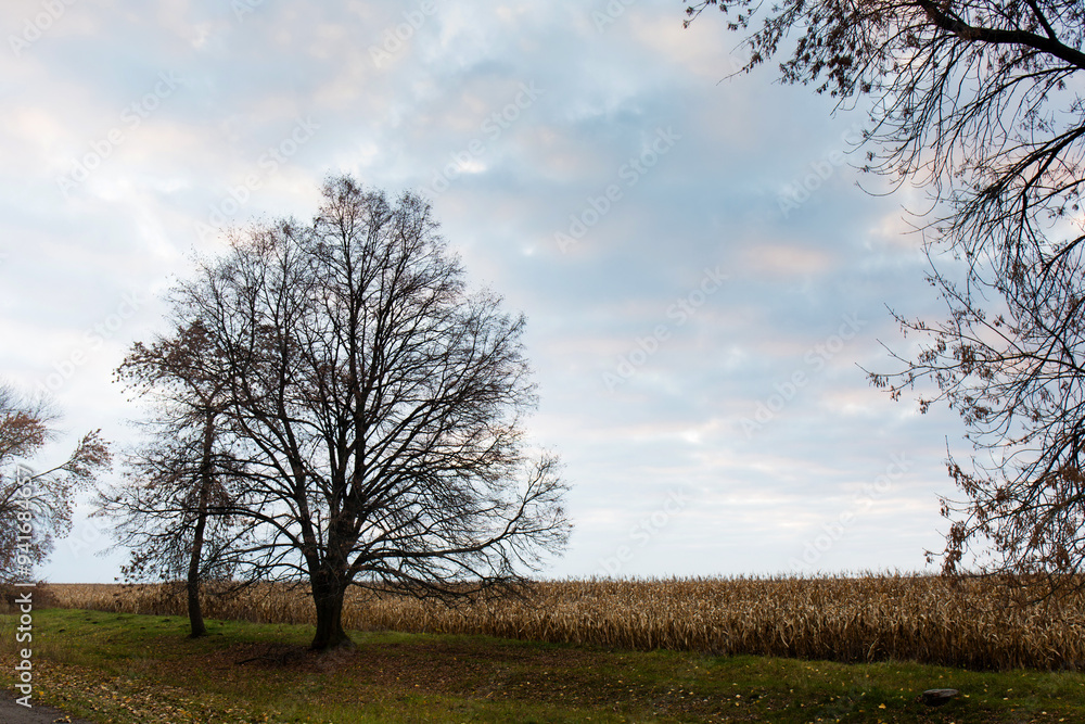 A trees without leaves in late autumn A trees without leaves in late autumn