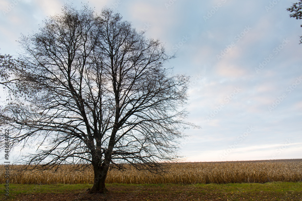 A tree without leaves in late autumn against the background of a cloudy sky A tree without leaves in late autumn against the background of a cloudy sky
