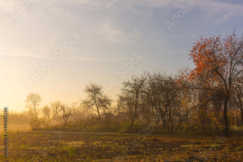 A foggy autumn morning over a country garden