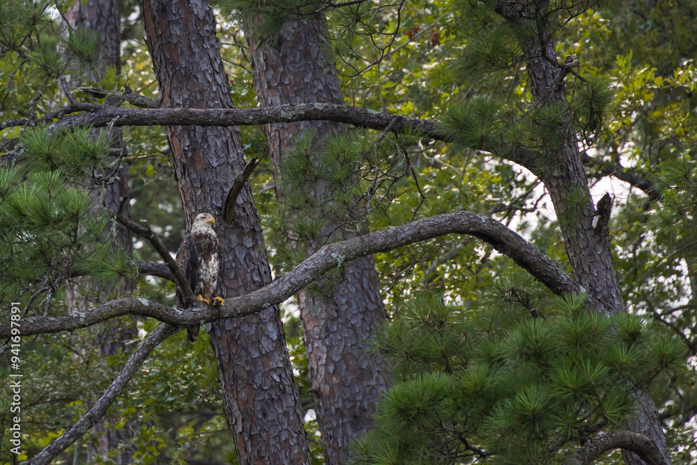 Fototapeta premium Juvenile Bald Eagle in a tree