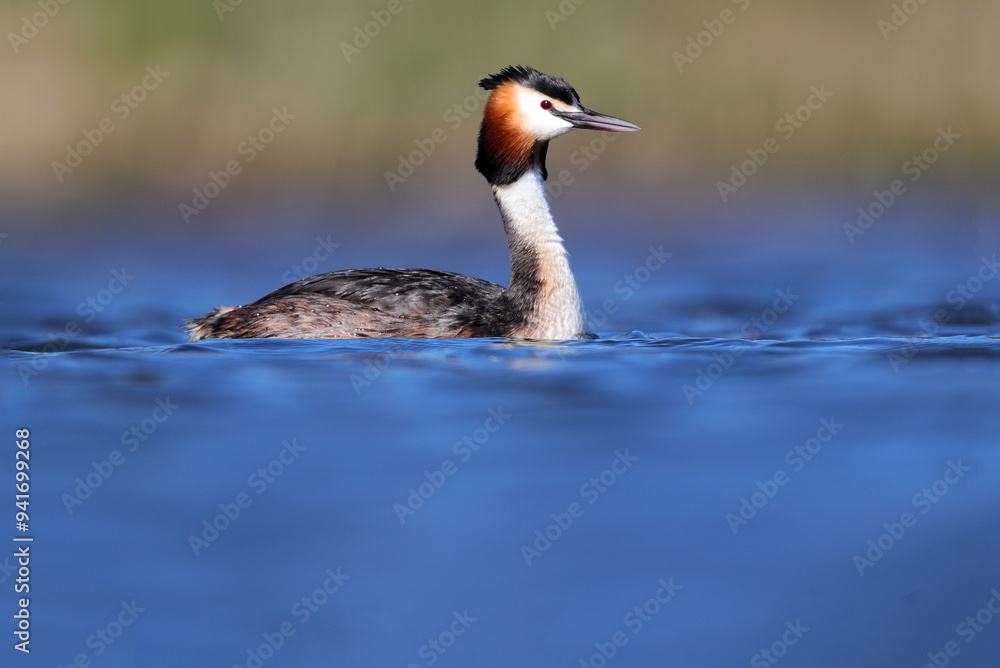 Great crested grebe swimming in natural habitat Great crested grebe swimming in natural habitat
