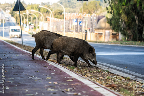 Wild boars crossing a road in an urban area. Urban wildlife showing wild animals adapting to city environments. Rural-urban interface concept.
