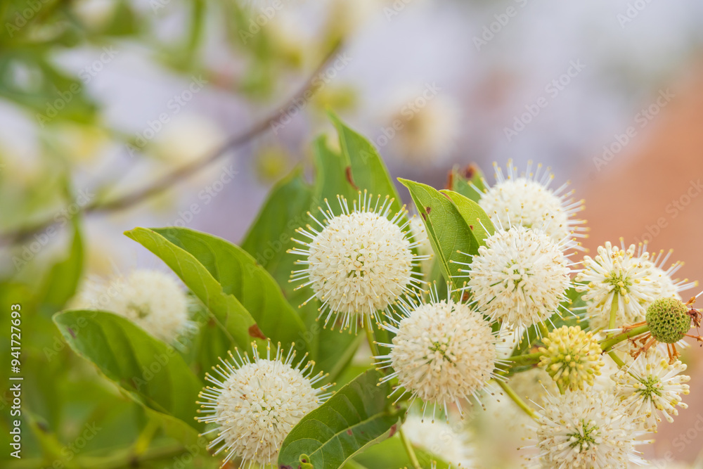 Fototapeta premium Buttonbush plant