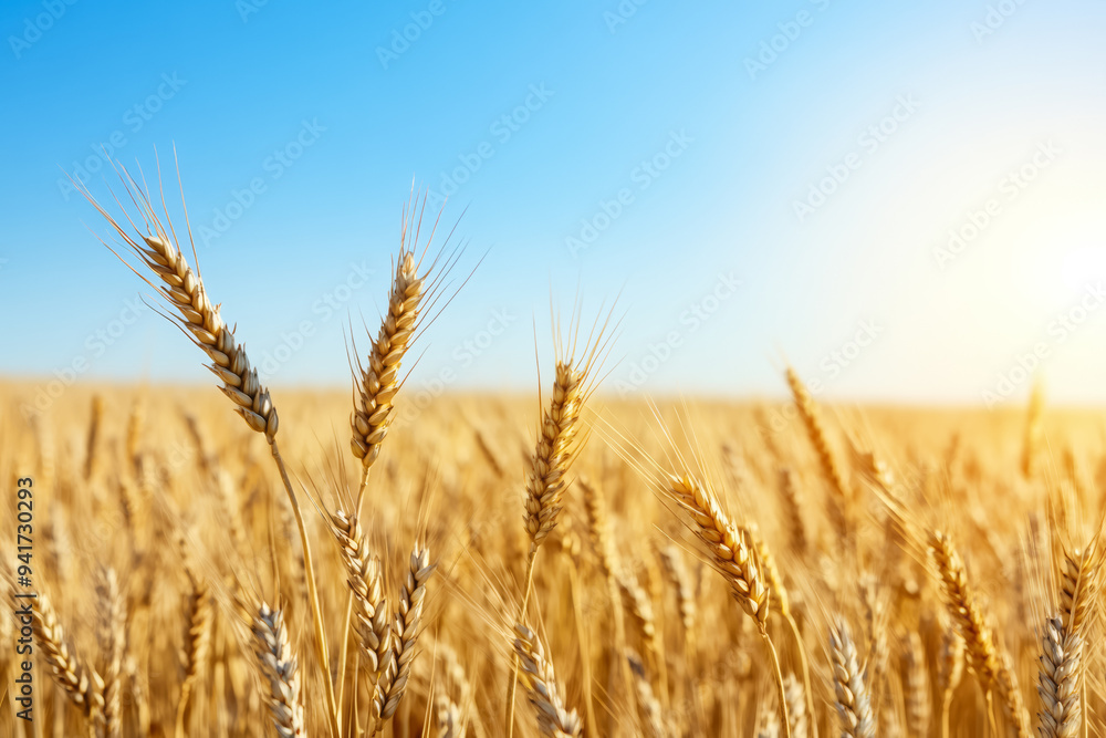 Golden wheat field basking under the warm autumn sun, symbolizing bountiful harvest and agricultural abundance Golden wheat field basking under the warm autumn sun, symbolizing bountiful harvest and agricultural abundance