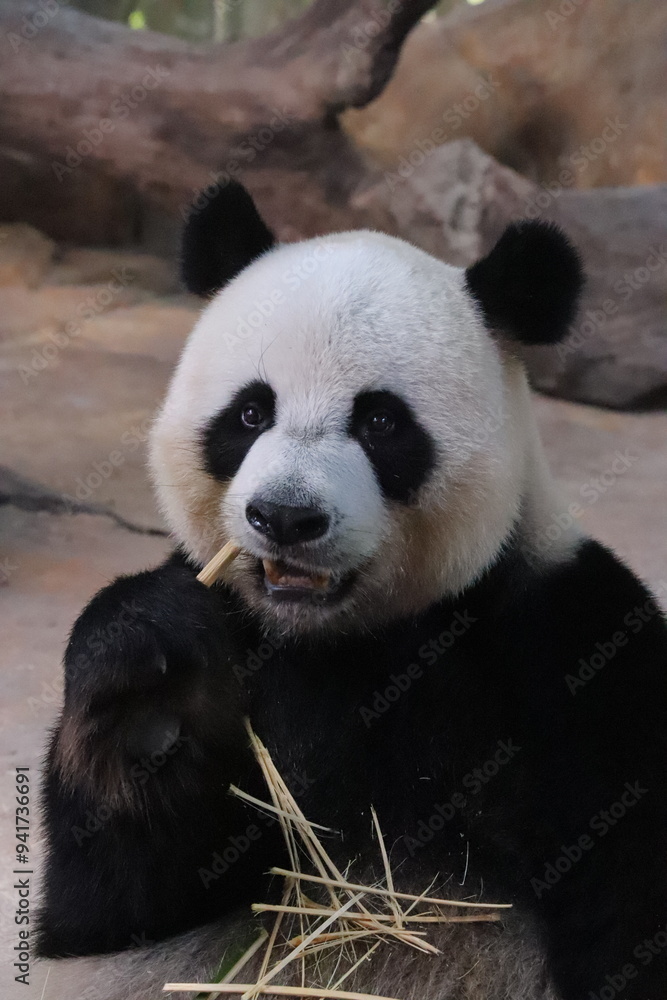 giant panda eating bamboo giant panda eating bamboo