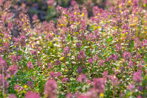 Beautiful pink flowers of Thymus pulegioides. broad-leaved thyme, lemon thyme. Aromatic plant. photo