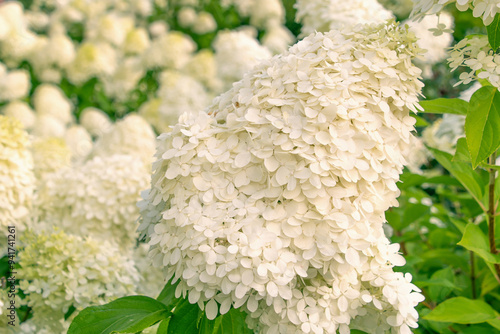 Beautiful white flowers of Hydrangea paniculata, panicled hydrangea in the garden.