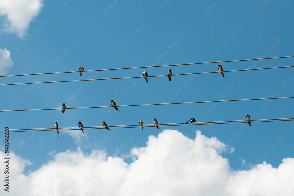 Swallows sit on wires against the blue sky. Swallows sit on wires against the blue sky.