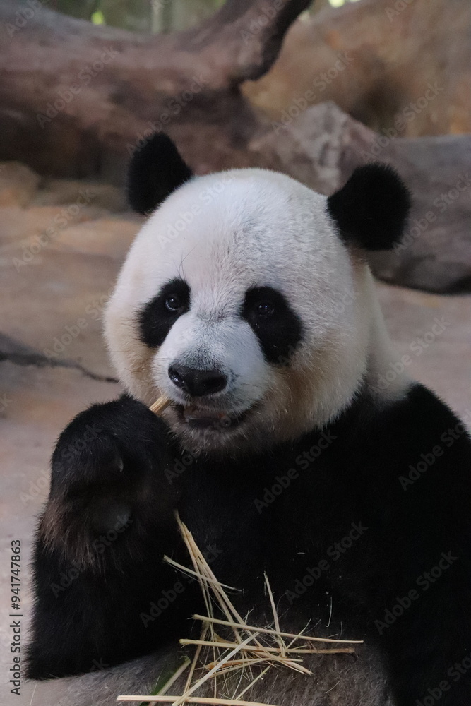Naklejka premium giant panda eating bamboo