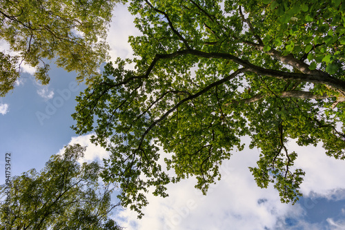 Park, Blick in Baumkrone mit Himmel im August