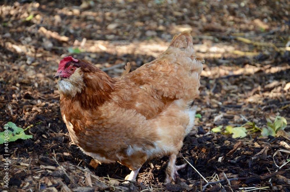 A free-range brown hen standing on a natural ground surface with scattered leaves and sunlight filtering through, showcasing a farmyard scene. A free-range brown hen standing on a natural ground surface with scattered leaves and sunlight filtering through, showcasing a farmyard scene.