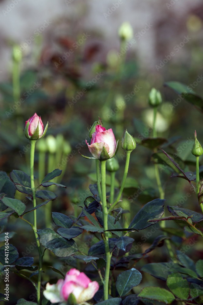 Red rose in the garden on the background of the green foliage. Red rose in the garden on the background of the green foliage.