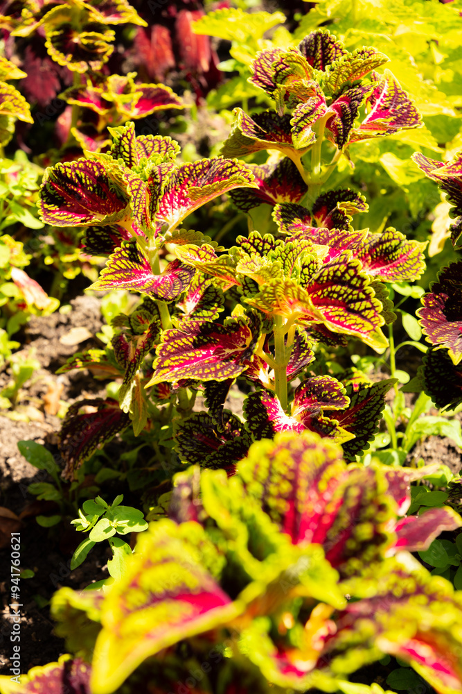 Coleus Decurrens plant in Zurich in Switzerland Coleus Decurrens plant in Zurich in Switzerland