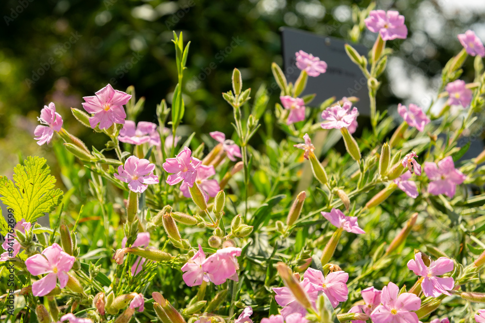 Saponaria Cypria plant in Zurich in Switzerland Saponaria Cypria plant in Zurich in Switzerland