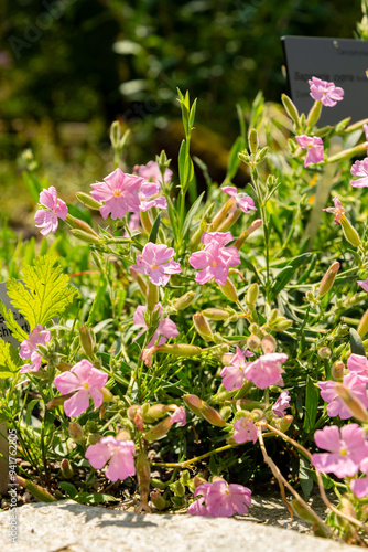 Saponaria Cypria plant in Zurich in Switzerland photo