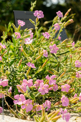 Saponaria Cypria plant in Zurich in Switzerland photo