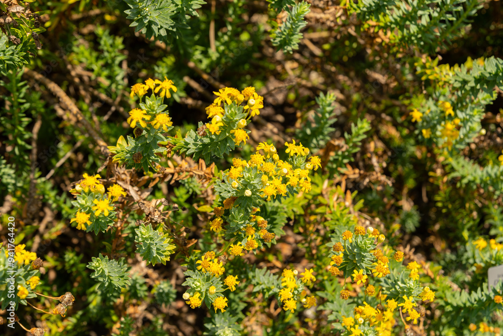 Creeping groundsel or Senecio Angulatus plant in Zurich in Switzerland Creeping groundsel or Senecio Angulatus plant in Zurich in Switzerland