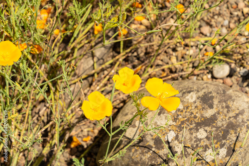 California poppy or Eschscholzia Caespitosa plant in Zurich in Switzerland