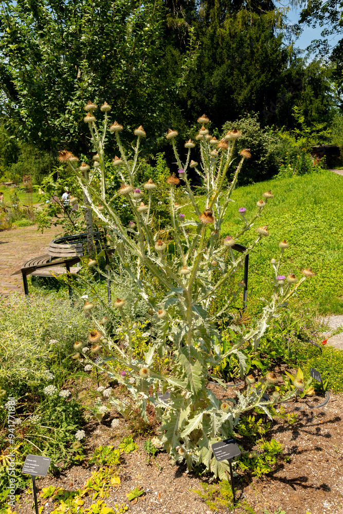 Cotton thistle or Onopordum Acanthium plant in Zurich in Switzerland Cotton thistle or Onopordum Acanthium plant in Zurich in Switzerland