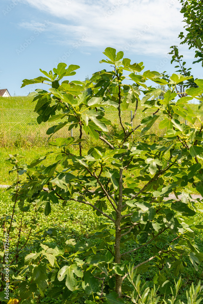 Fig or Ficus Carica plant in Zuich in Switzerland Fig or Ficus Carica plant in Zuich in Switzerland