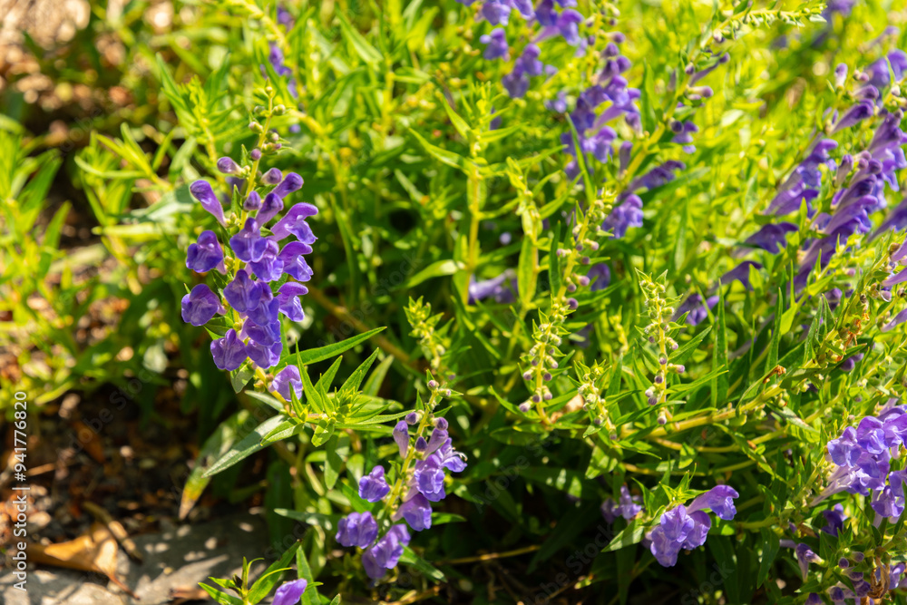 Baikal skullcap or Scutellaria Baicalensis plant in Zurich in Switzerland Baikal skullcap or Scutellaria Baicalensis plant in Zurich in Switzerland