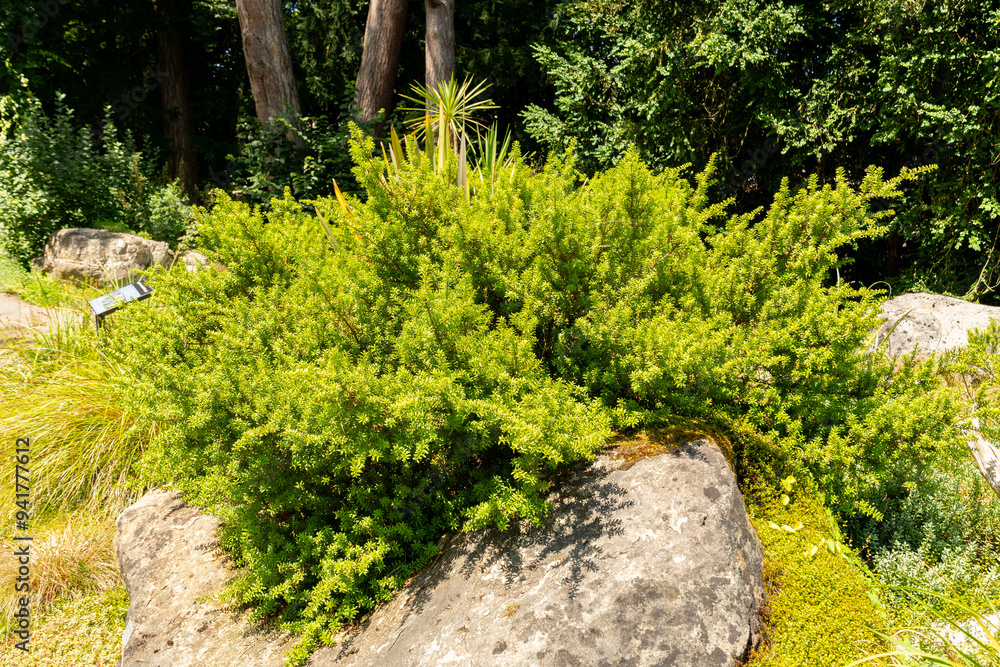 Errinundra plum pine or Podocarpus Lawrencei plant in Zurich in Switzerland Errinundra plum pine or Podocarpus Lawrencei plant in Zurich in Switzerland