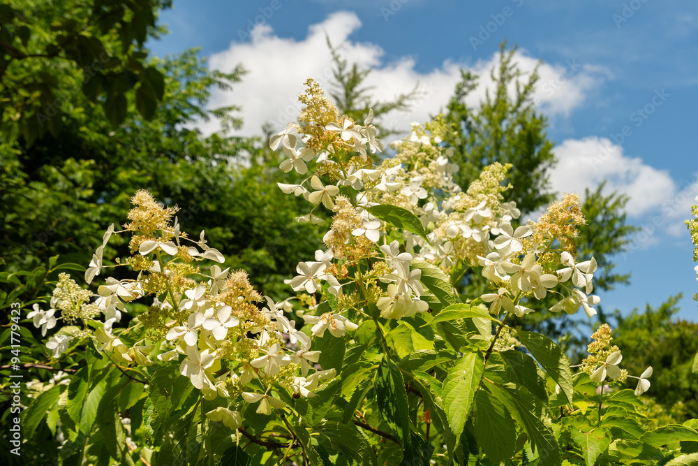 Panicled hydrangea or Hydrangea Paniculata plant in Zurich in Switzerland Panicled hydrangea or Hydrangea Paniculata plant in Zurich in Switzerland