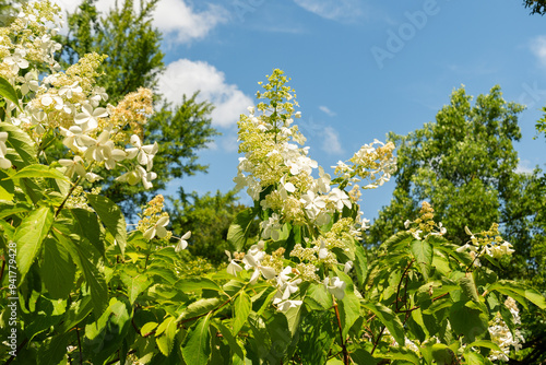 Panicled hydrangea or Hydrangea Paniculata plant in Zurich in Switzerland