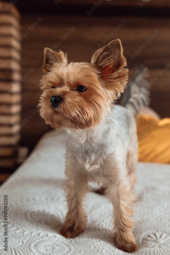 Yorkshire terrier standing alert on a cozy bedroom bed Yorkshire terrier standing alert on a cozy bedroom bed