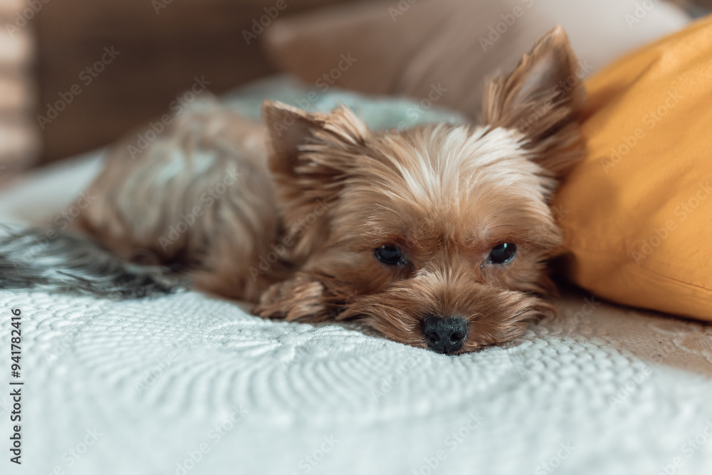 Cozy pets on bed: Yorkshire terrier and gray cat resting Cozy pets on bed: Yorkshire terrier and gray cat resting