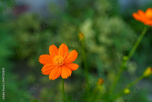 昼間に咲くイエローコスモスの花