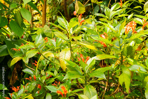 Gesneria Ventricosa plant in Zurich in Switzerland photo