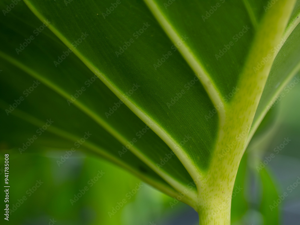 Photo of a leaf with a distinctive, detailed, curved leaf texture Photo of a leaf with a distinctive, detailed, curved leaf texture
