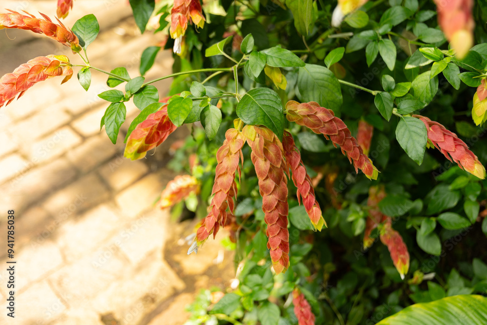 Mexican shrimp plant or Justicia Brandegeeana plant in Zurich in Switzerland Mexican shrimp plant or Justicia Brandegeeana plant in Zurich in Switzerland