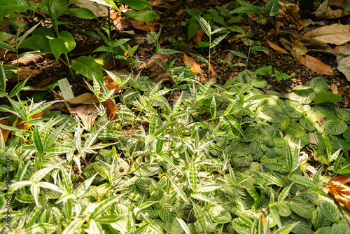 Basket grass or Oplismenus Hirtellus plant in Zurich in Switzerland photo